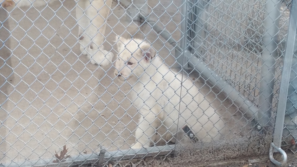 White Lion Cubs | Toronto Zoo