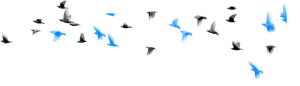 Flock of Birds | Twitter | karim kanji
