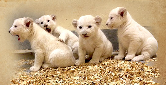 White Lion Cubs | Toronto Zoo