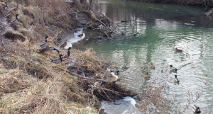 cedar brook park